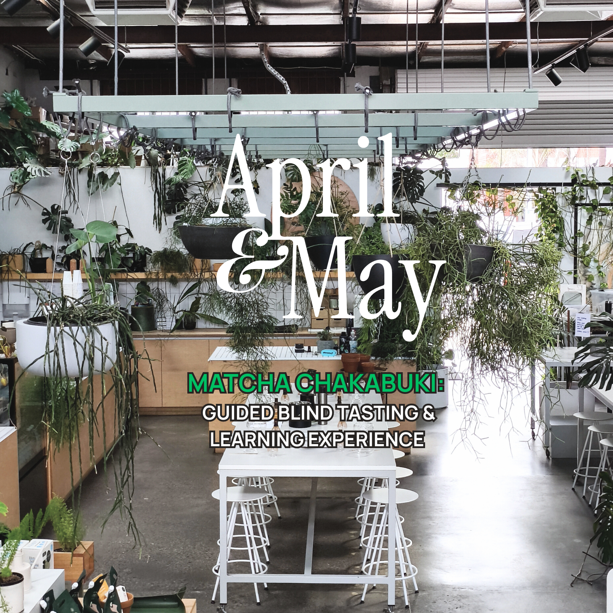 Matcha Chakabuki: Guided Blind Tasting & Learning Experience (April/ May)