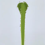 REI / Saemidori Cultivar First Harvest Uji Matcha (30g)